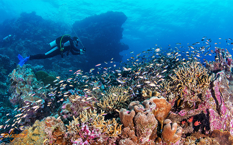 Snorkeling in Seychelles Snorkeling in Seychelles