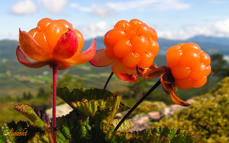 Cloudberry Cloudberry