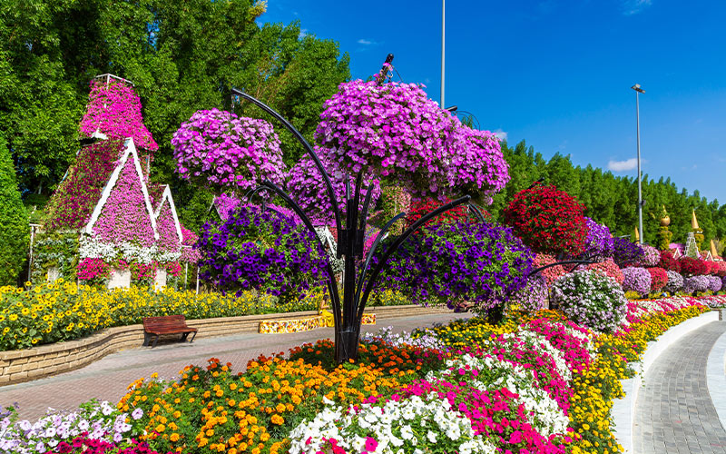 1-Dubai-Miracle-Garden 1-Dubai-Miracle-Garden