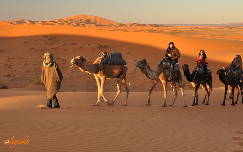 Camel Safari in rajasthan Camel Safari in rajasthan