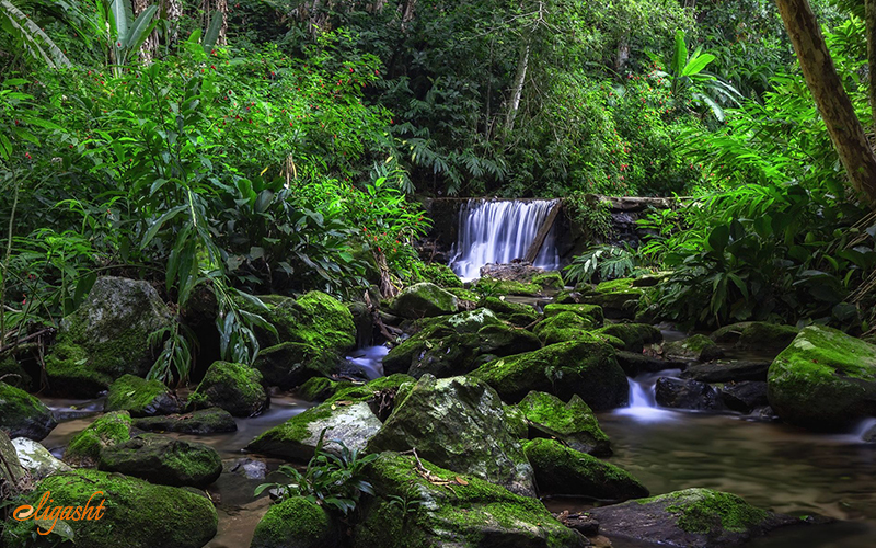 Tijuca Forest Tijuca Forest