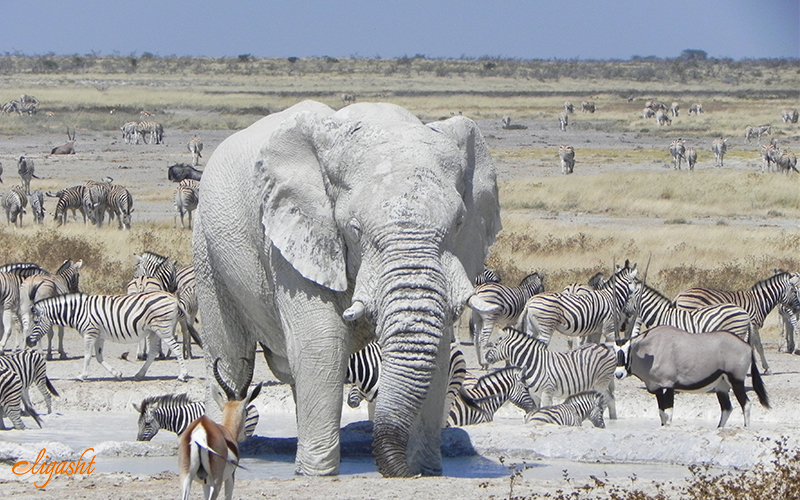 Etosha National Park Etosha National Park