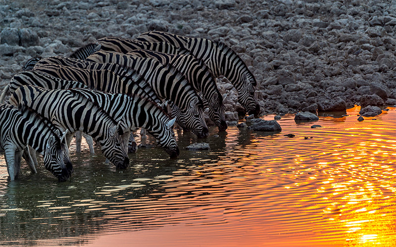 Etosha-National-Park-of-Namibia Etosha-National-Park-of-Namibia