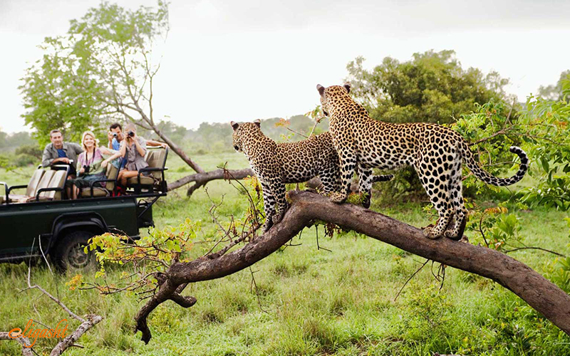 Kruger national park Kruger national park