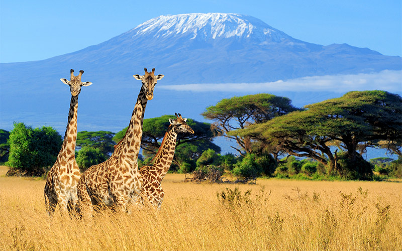 National-park-of-Kenya National-park-of-Kenya