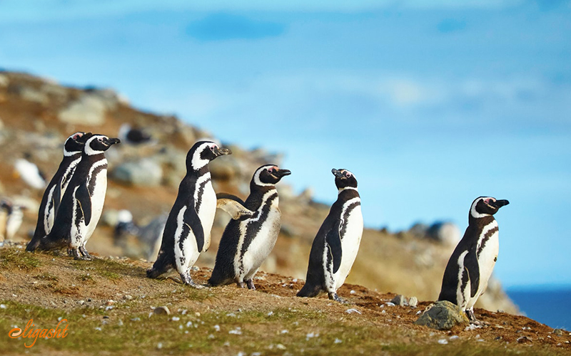 Pinguins in isla magdalena Pinguins in isla magdalena