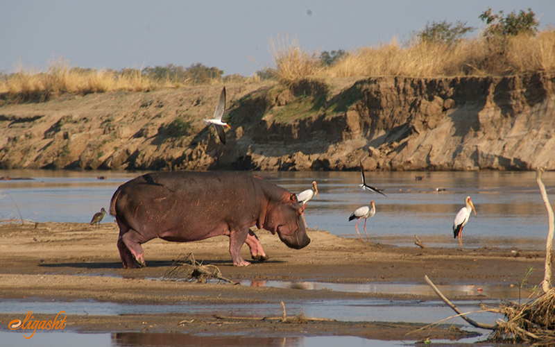 South Luangwa South Luangwa