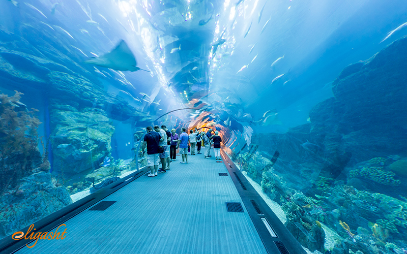 Dubai Aquarium and Underwater Zoo