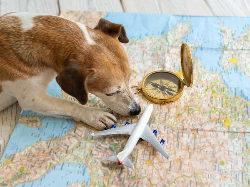 Rules for transporting animals by plane to Iran