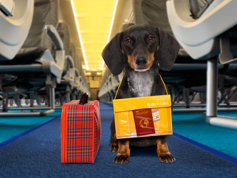 Rules for transporting animals by plane to Iran