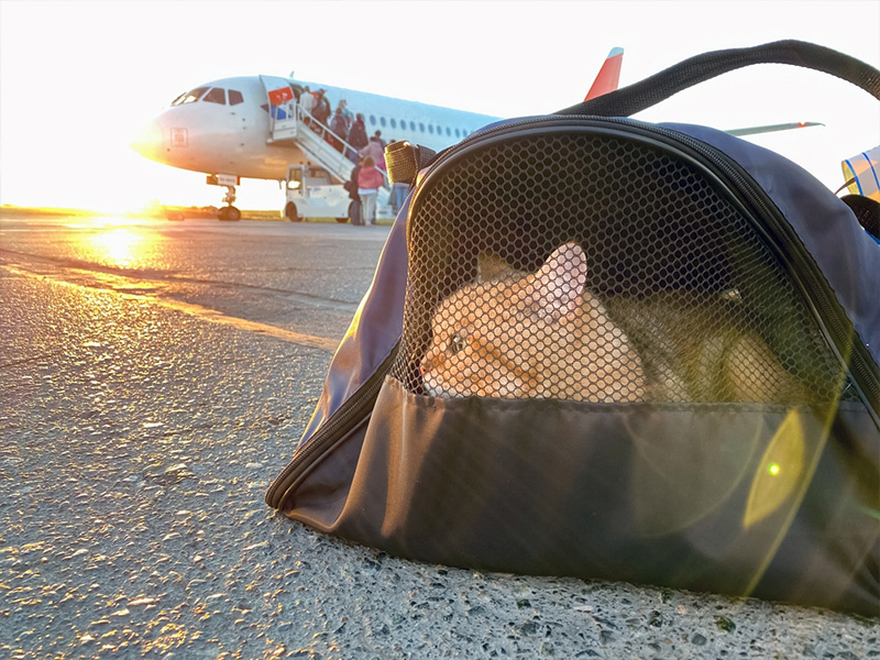 pet-in-iran-air-flight