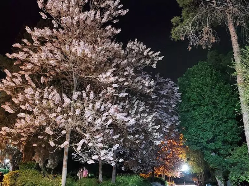 Shiraz National Garden