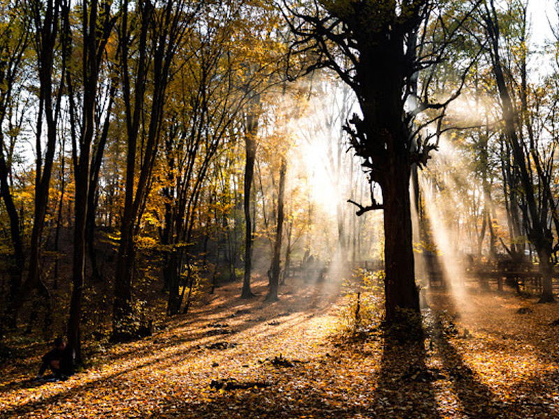 beautiful forests in northern Iran
