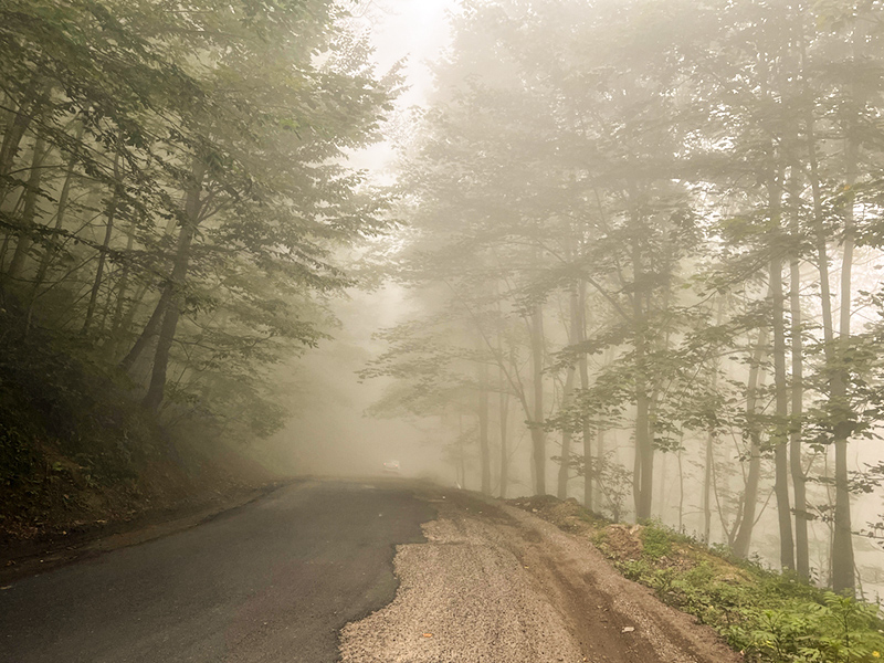 beautiful forests in northern Iran