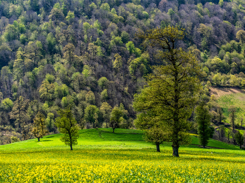 beautiful forests in northern Iran