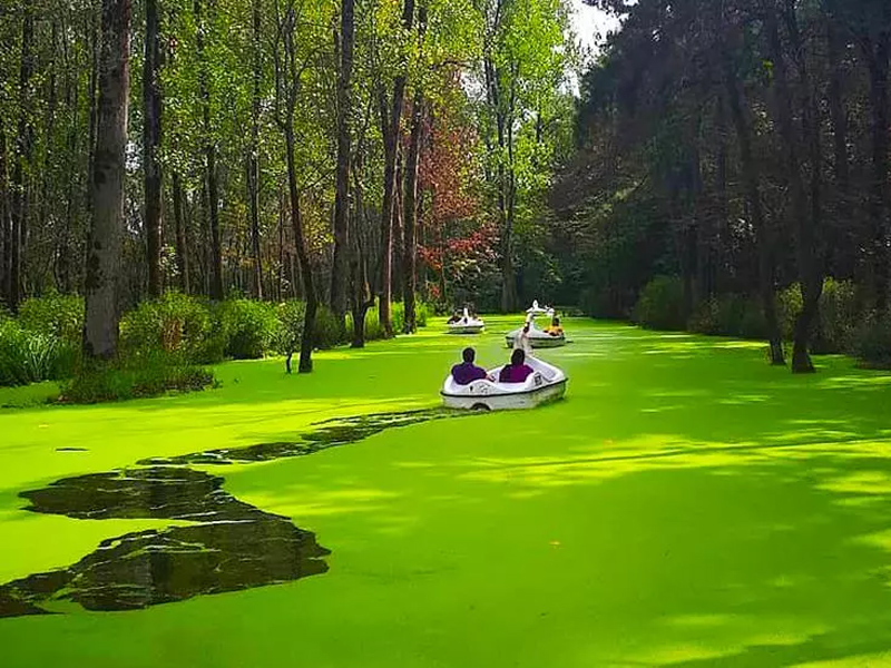 beautiful forests in northern Iran