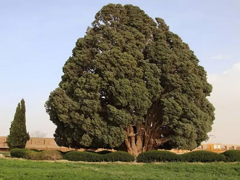 Abarkuh Cypress tree