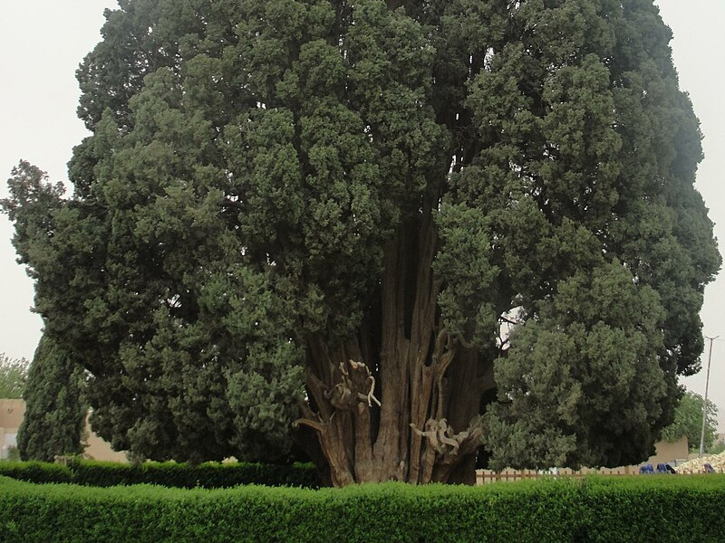 Abarkuh Cypress tree