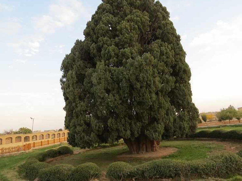 Abarkuh Cypress tree