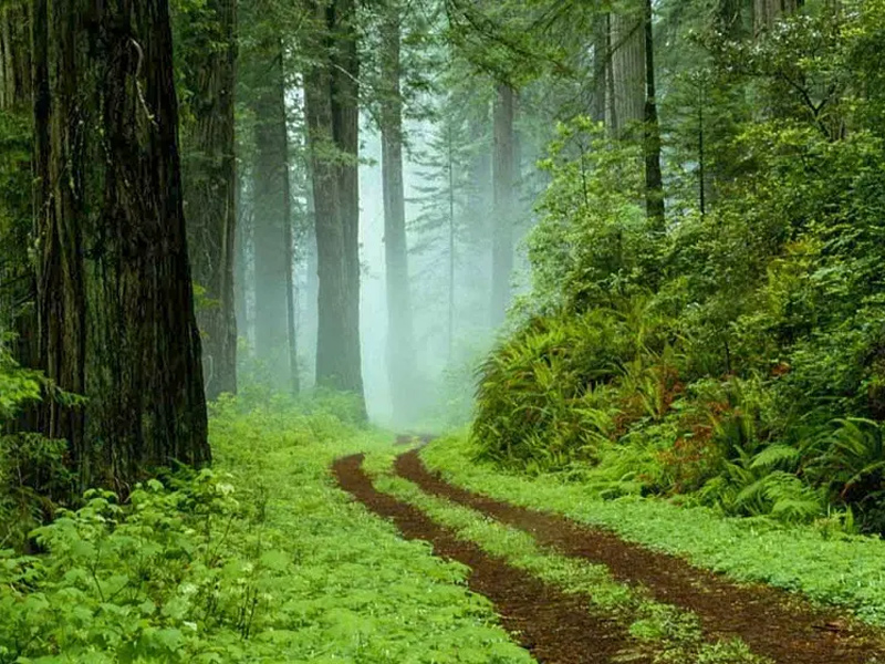 beautiful forests in northern Iran