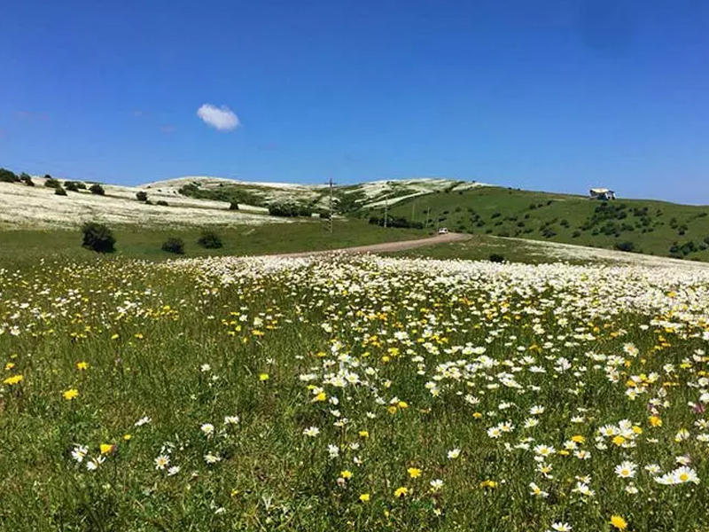 Iranian flower valleys