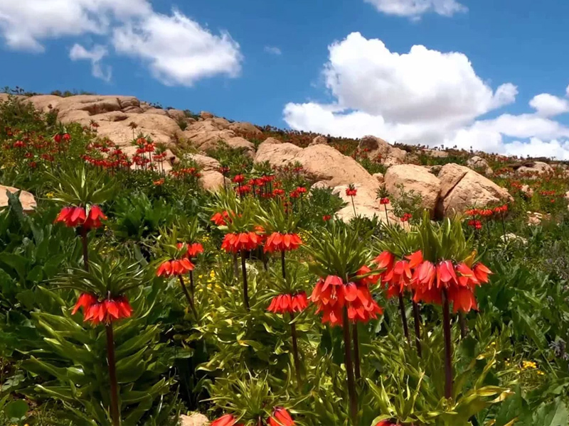 Iranian flower valleys