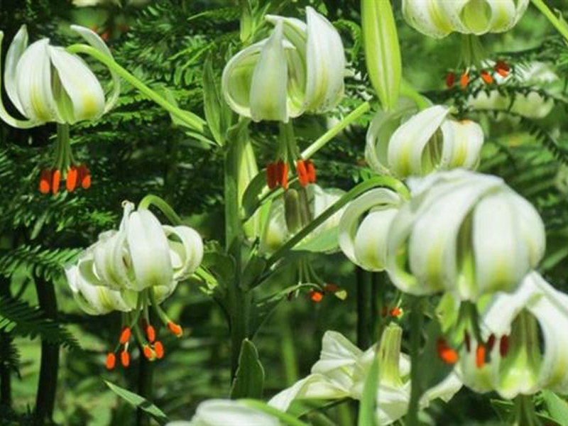 Iranian flower valleys