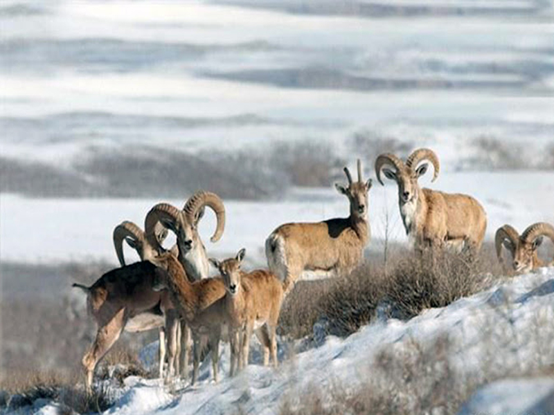 national parks in Iran
