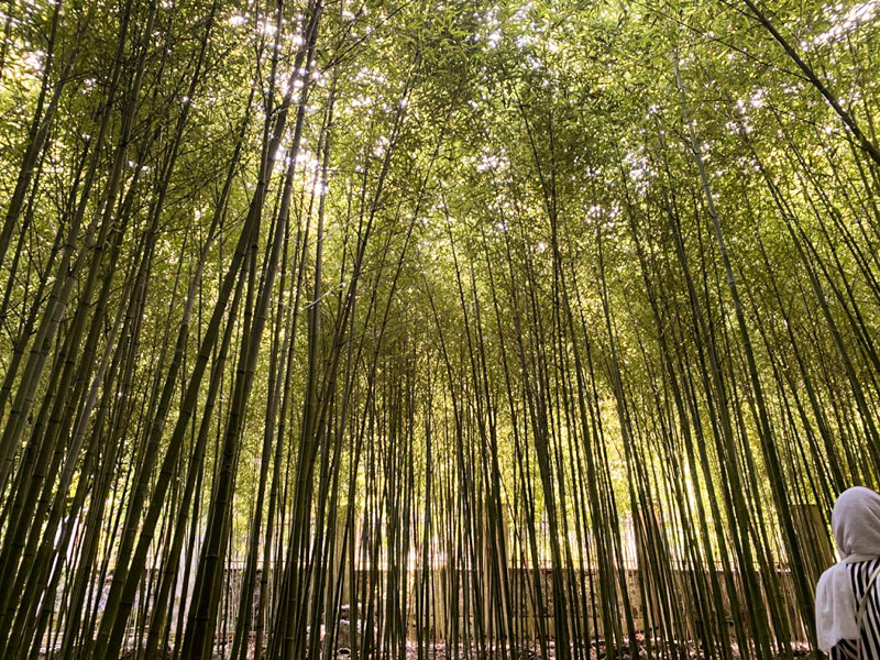 Ramsar Bamboo Garden