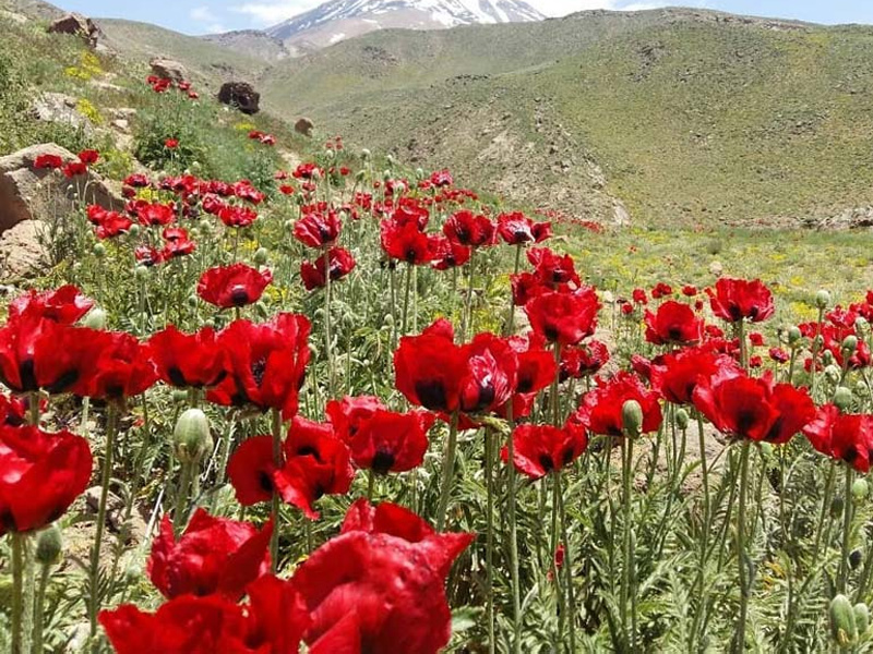 Kalpush Poppy Field