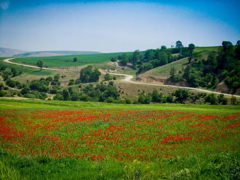 Kalpush Poppy Field
