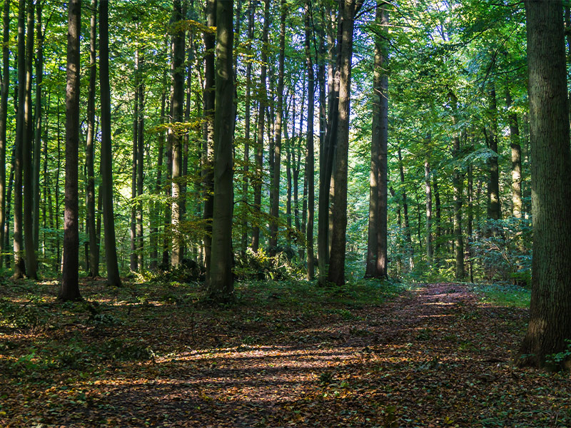 jungle Nowshahr 