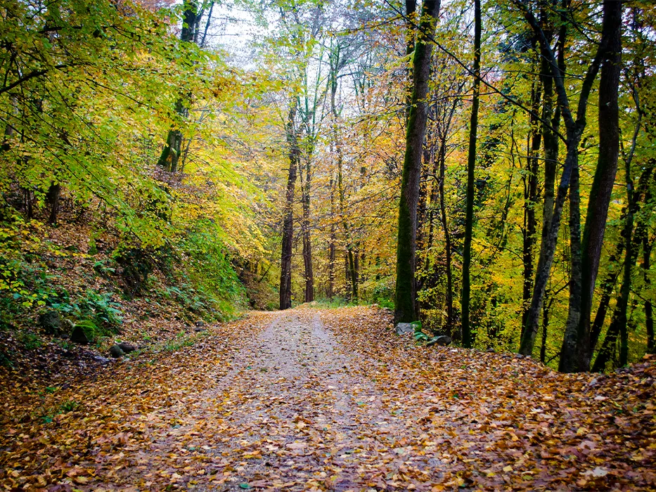 Hyrcanian forests of Iran