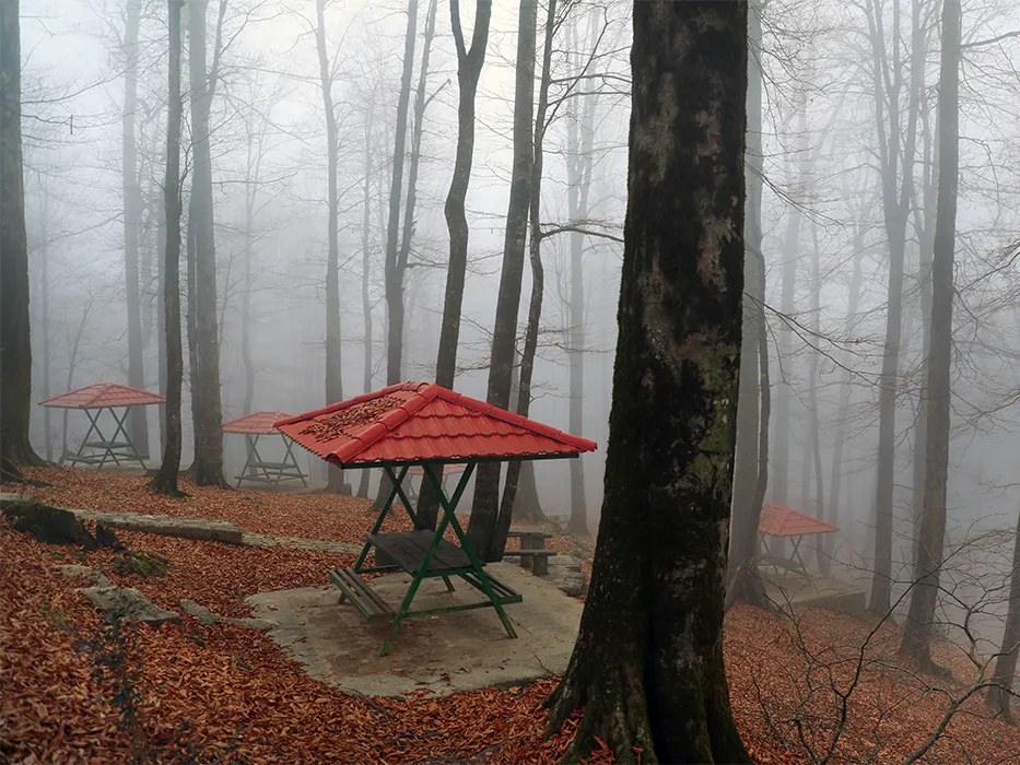 jungles of Iran