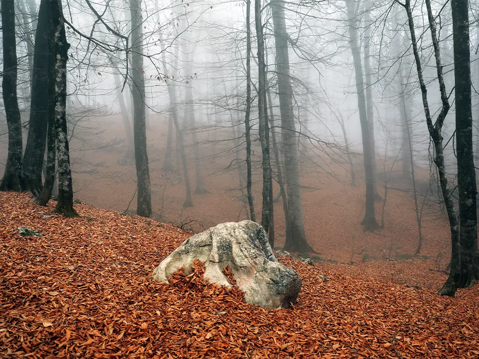 Hyrcanian jungles of Iran