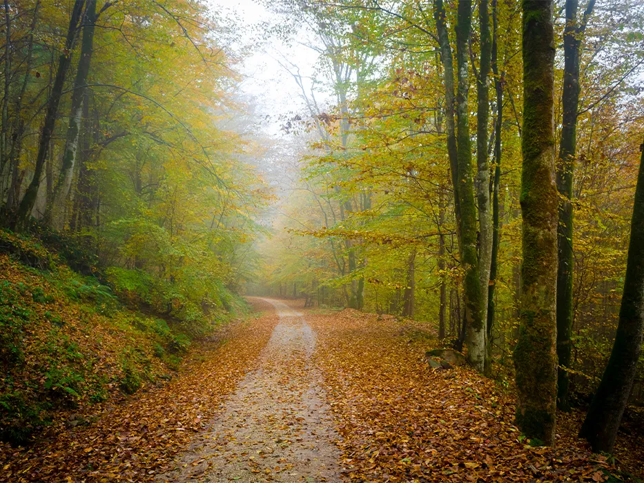 Hyrcanian jungles of Iran