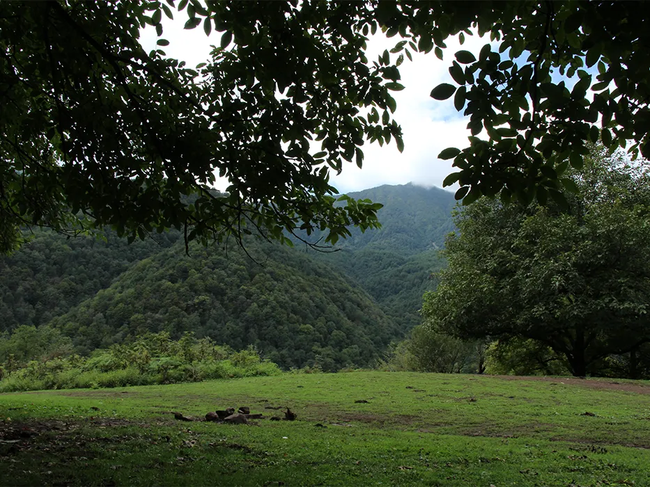  jungles of Iran