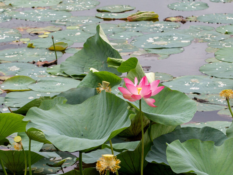 iran lagoon