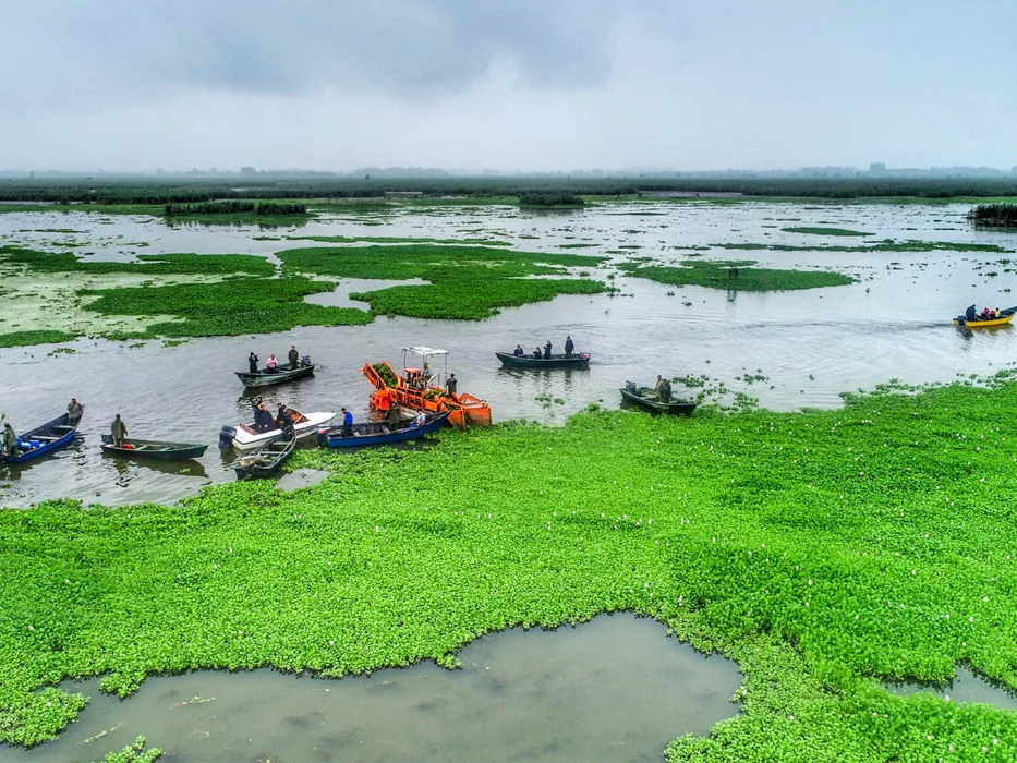 Anzali Lagoon