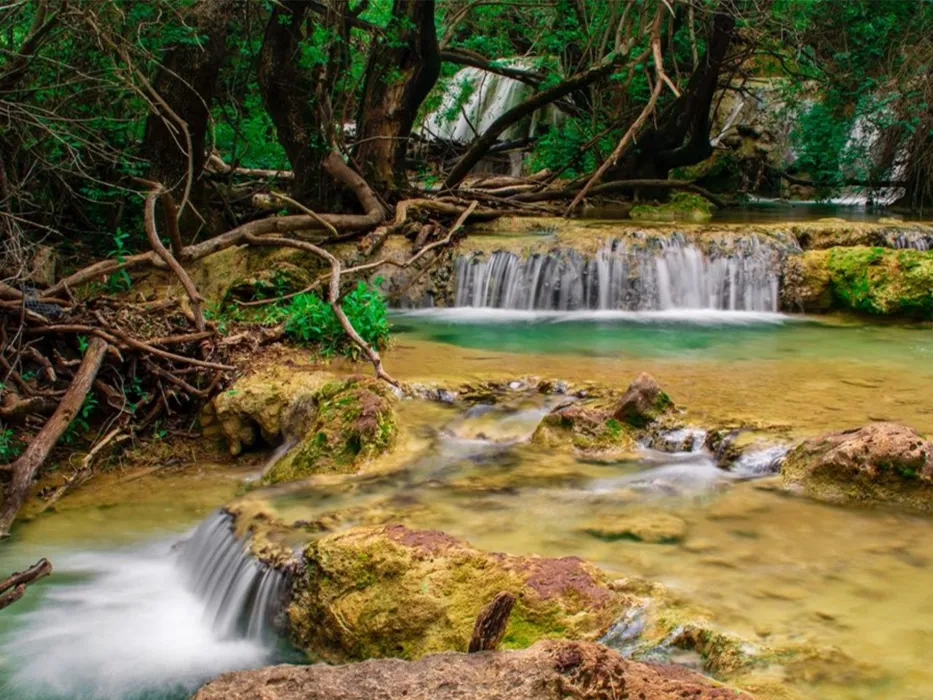 Nayangiz Forest