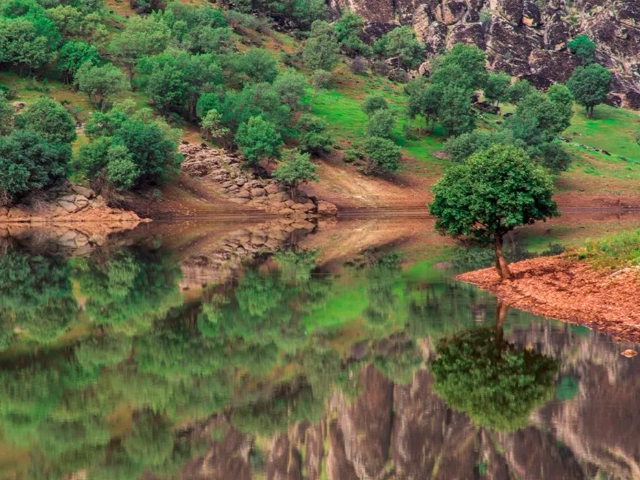 Nayangiz Forest