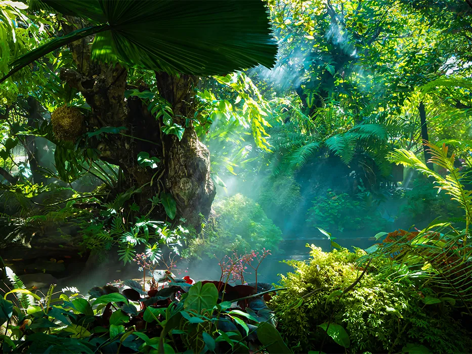 Nayangiz Forest