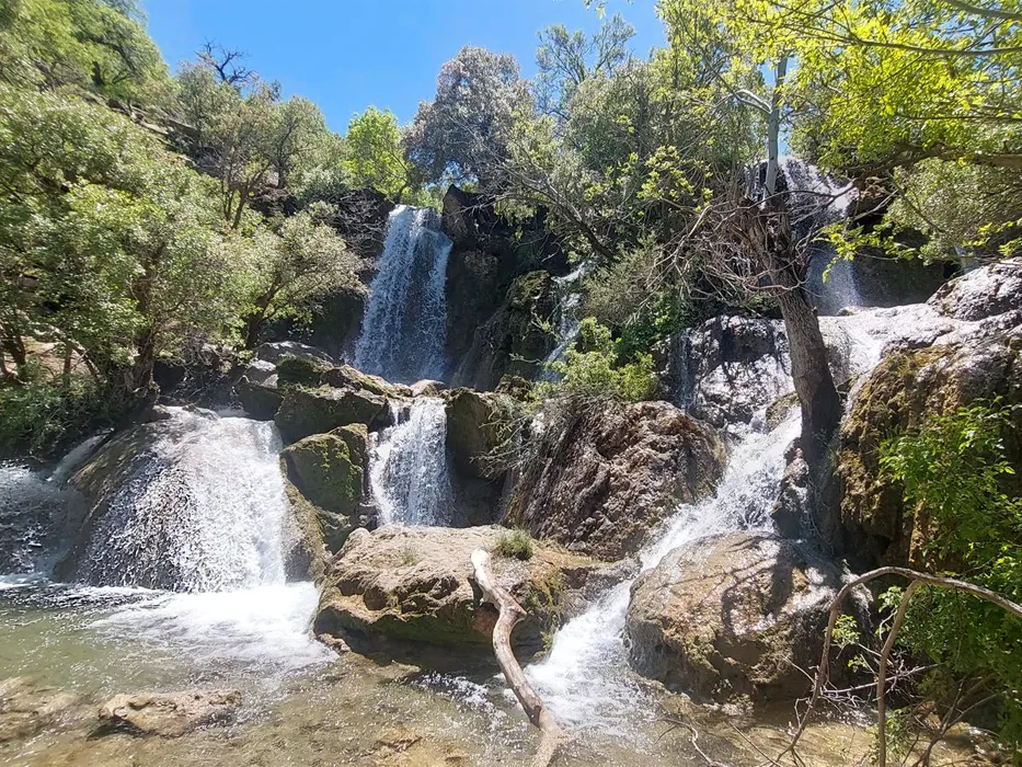 Nayangiz Forest