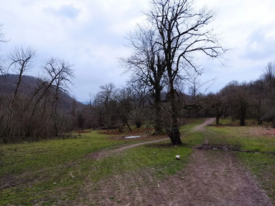 baliran forest