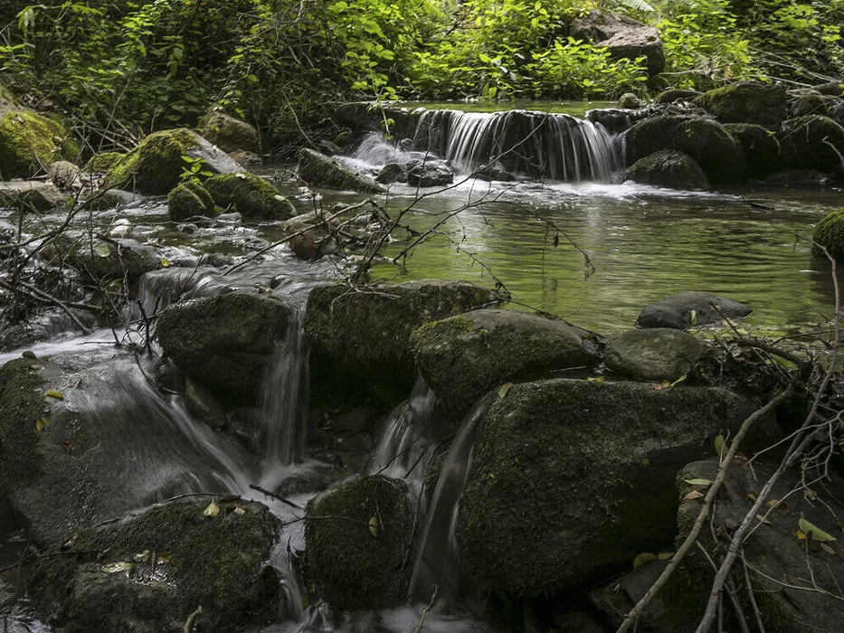 baliran forest
