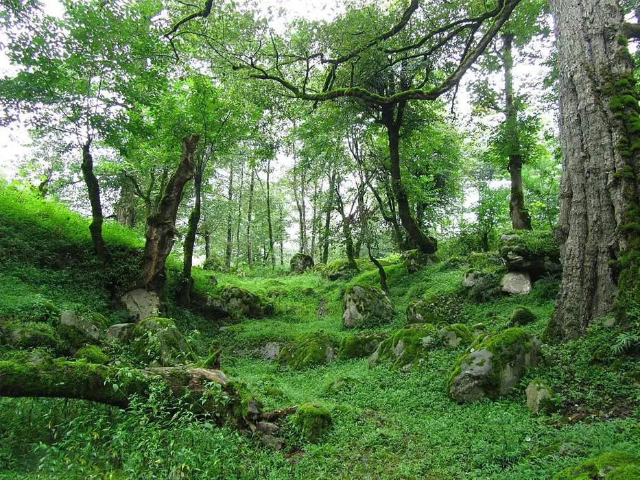 Dohezar forests 
