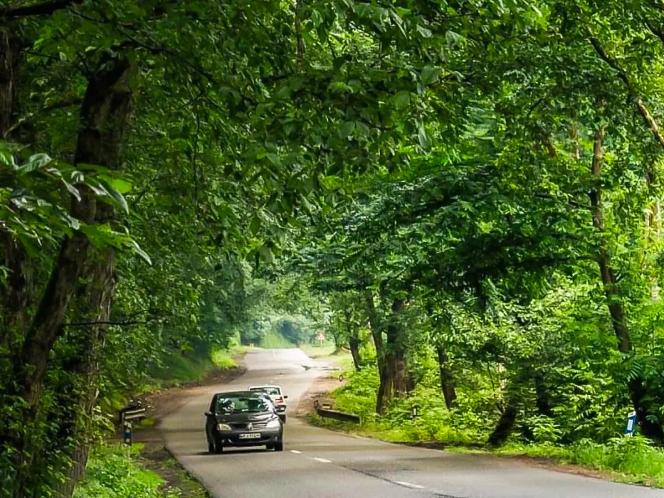 forests in Tonekabon