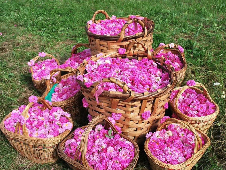 Kashan Rosewater Festival