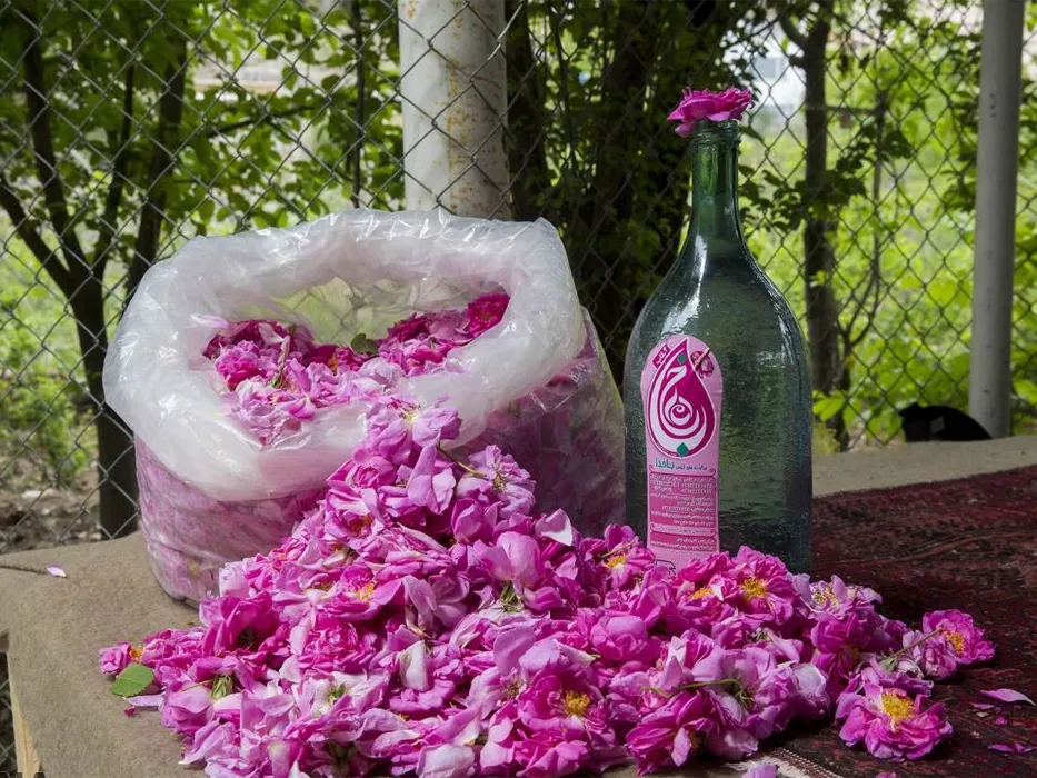 Kashan Rosewater Festival