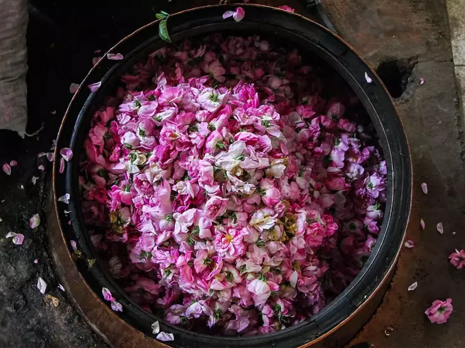 Kashan Rosewater Festival